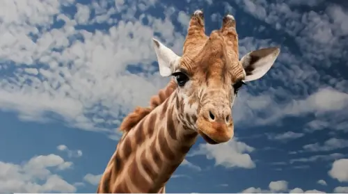 Cosa fare per il torcicollo: i rimedi infallibili