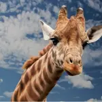 Cosa fare per il torcicollo: i rimedi infallibili