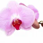 Come curare le orchidee