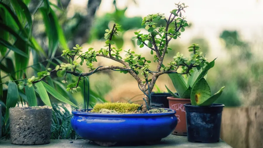 Come prendersi cura di un bonsai