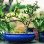 Come prendersi cura di un bonsai