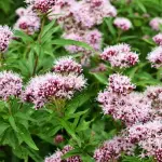 Valeriana dispert in compresse