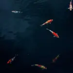 La carpa koi o carpa giapponese