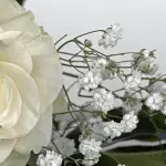 Le 5 migliori frasi per i 25 anni di matrimonio