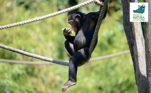 COSA FARE PER GUARIRE CON LE PIANTE? GLI SCIMPANZE’ E GLI ALTRI CHE USANO L’“OMEOPATIA”