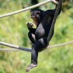 COSA FARE PER GUARIRE CON LE PIANTE? GLI SCIMPANZE’ E GLI ALTRI CHE USANO L’“OMEOPATIA”