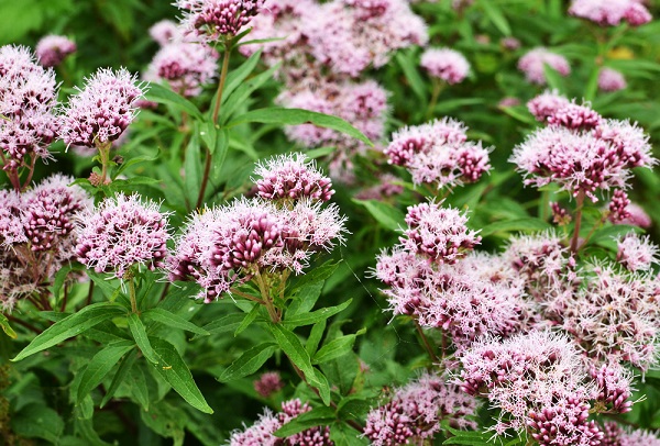 valeriana dispert dosaggio consigliato