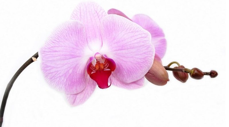 orchidee